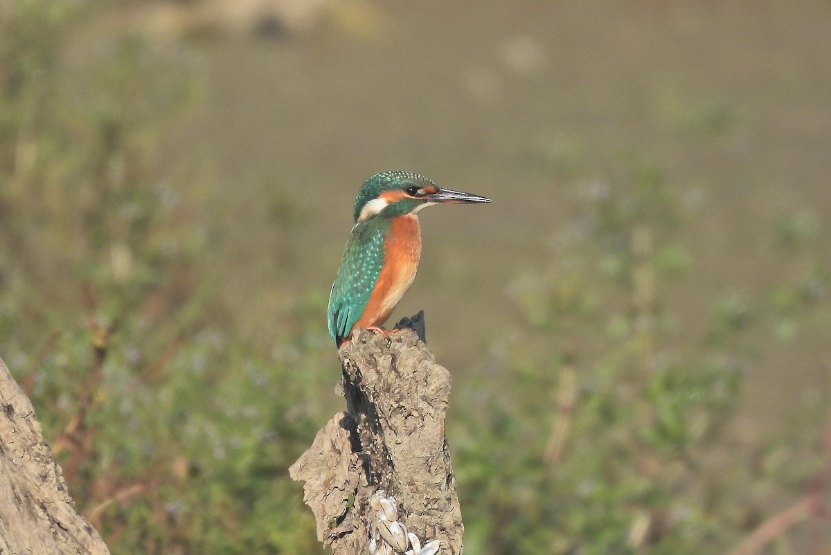 Martin pescatore - ML641598306