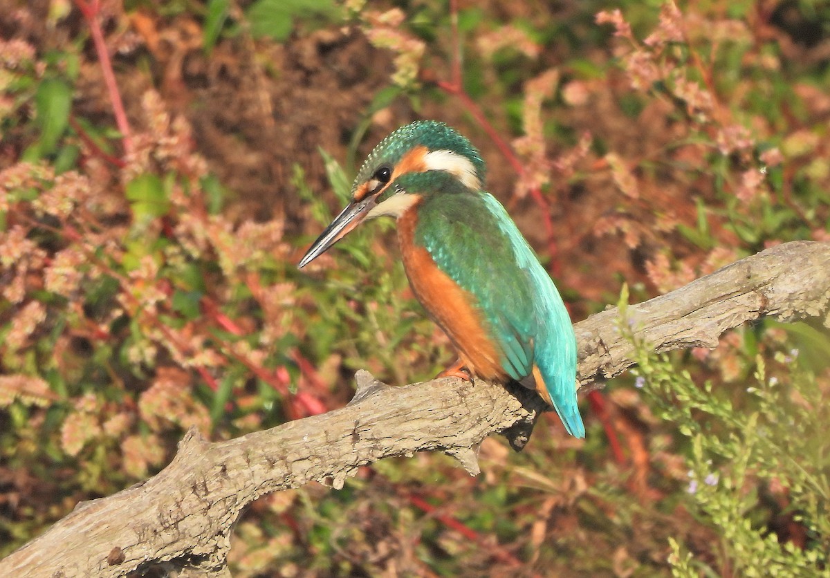 Martin pescatore - ML641598307