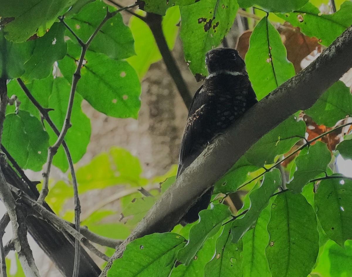 lelek papuánský - ML641598308