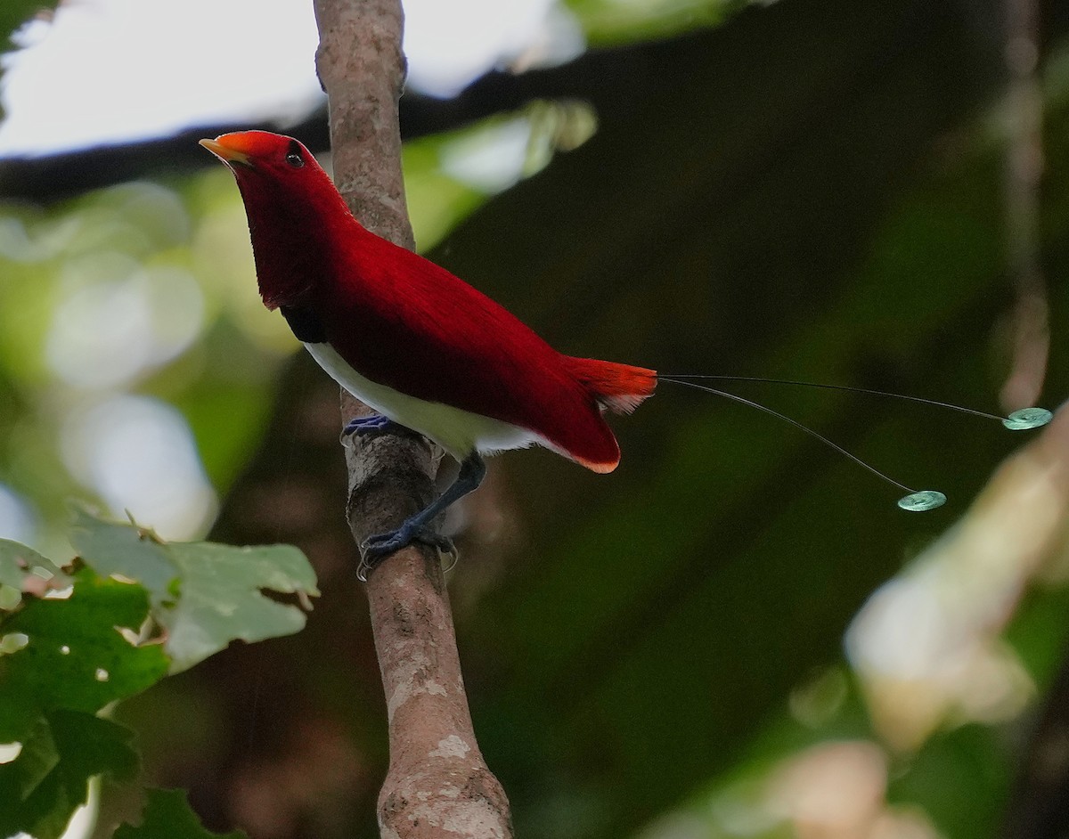 rajka královská - ML641598309