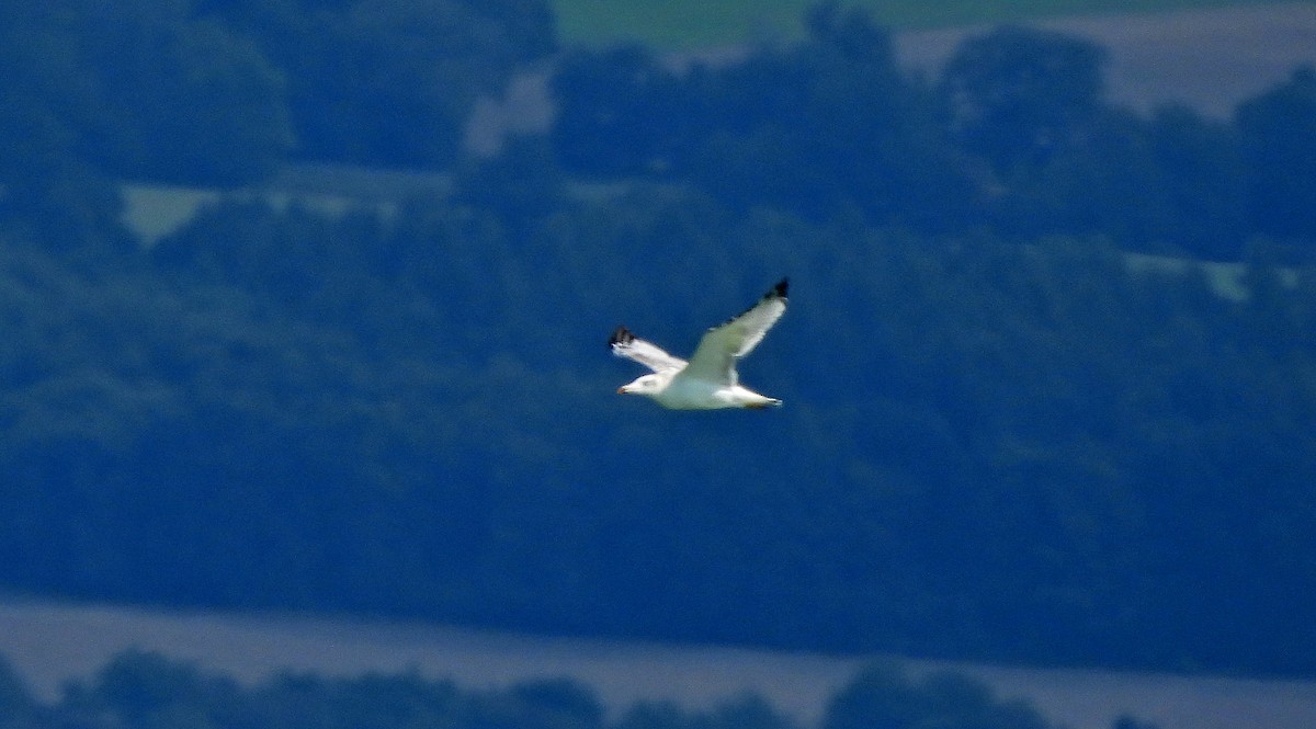 Gabbiano di Pallas - ML641598311