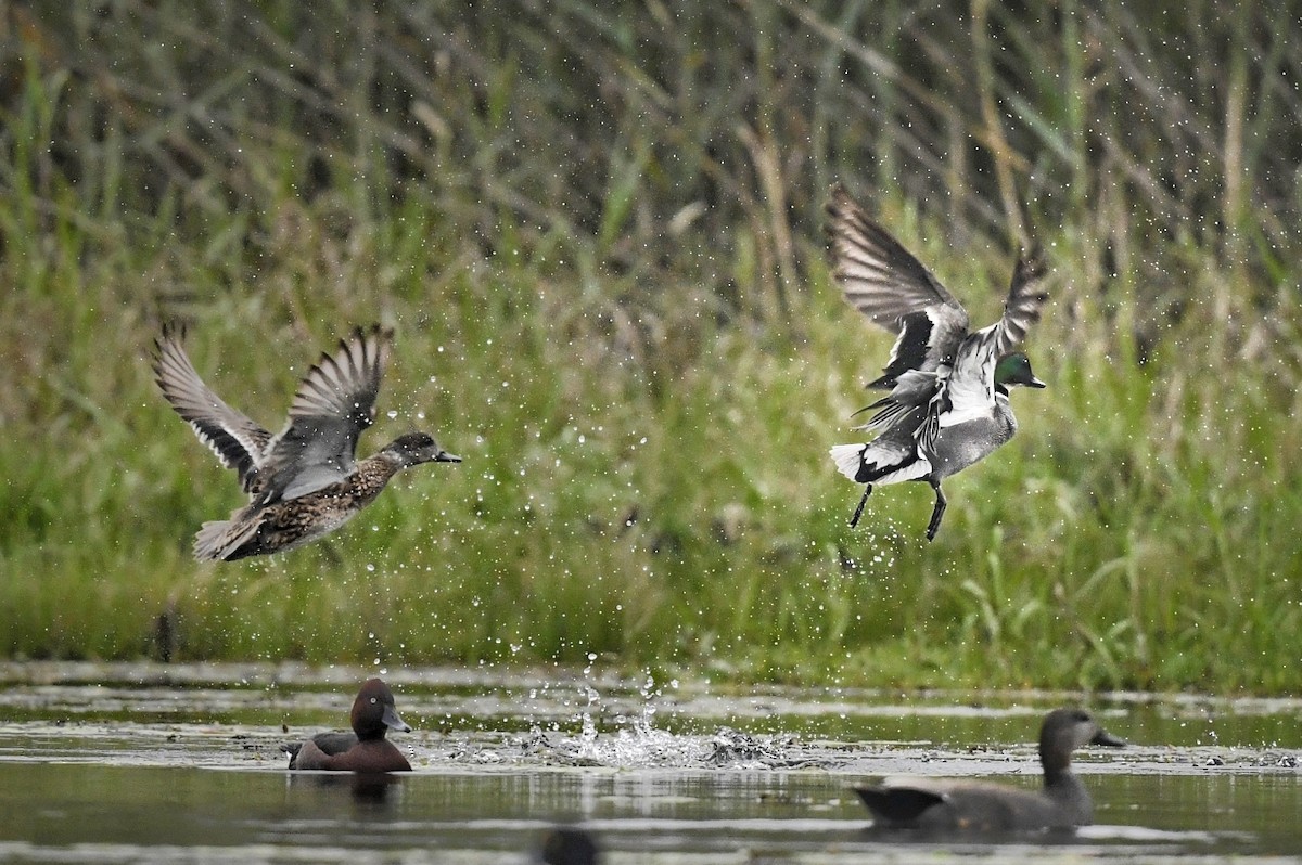 Falcated Duck - ML641598313