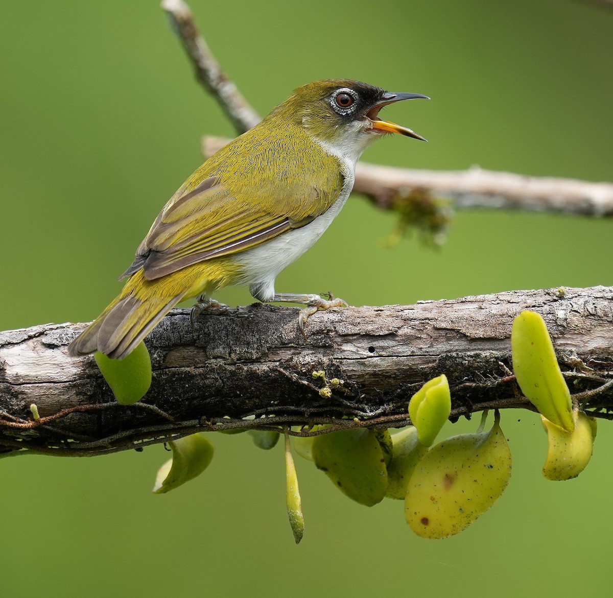 Cream-throated White-eye - ML641598318