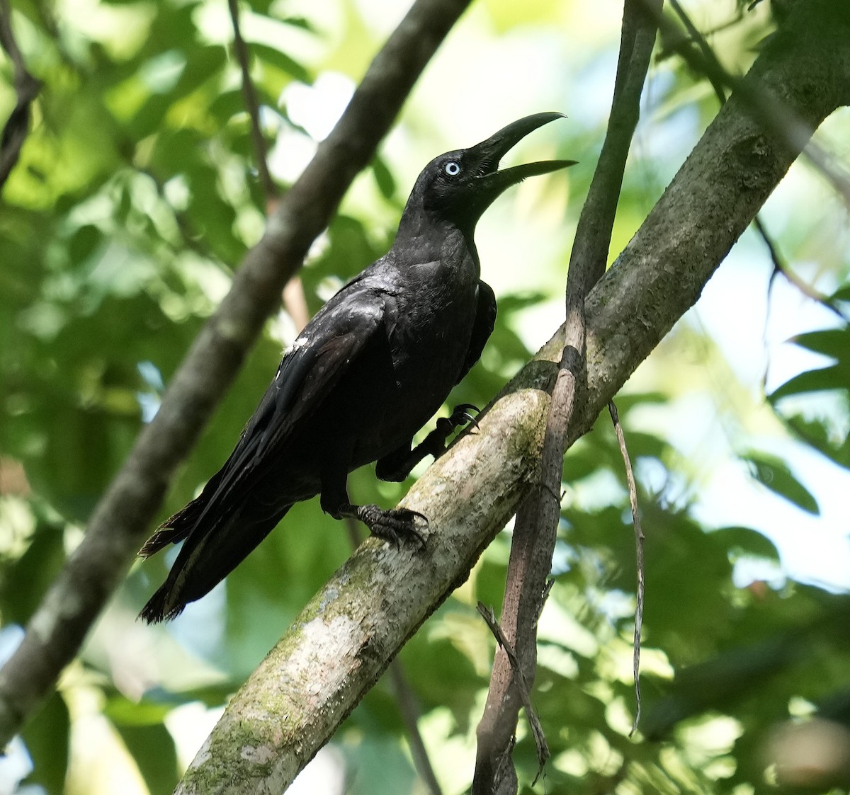 vrána molucká - ML641598324