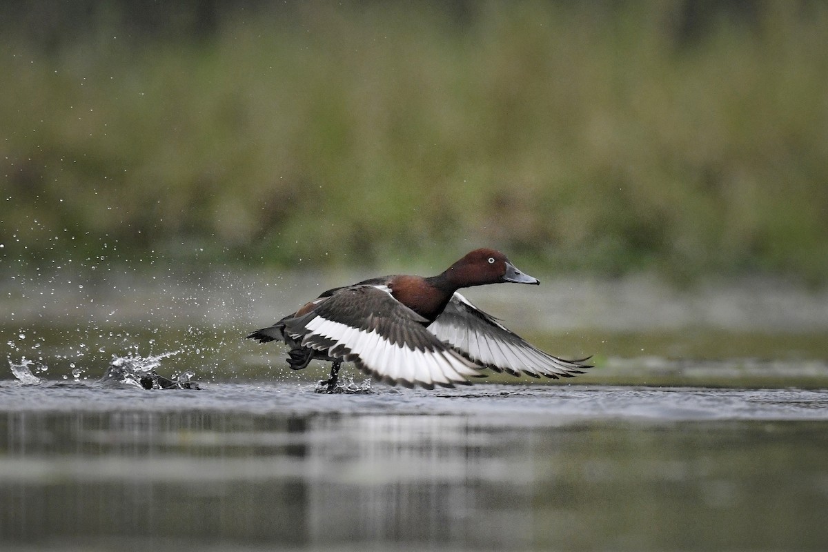 Ferruginous Duck - ML641598329
