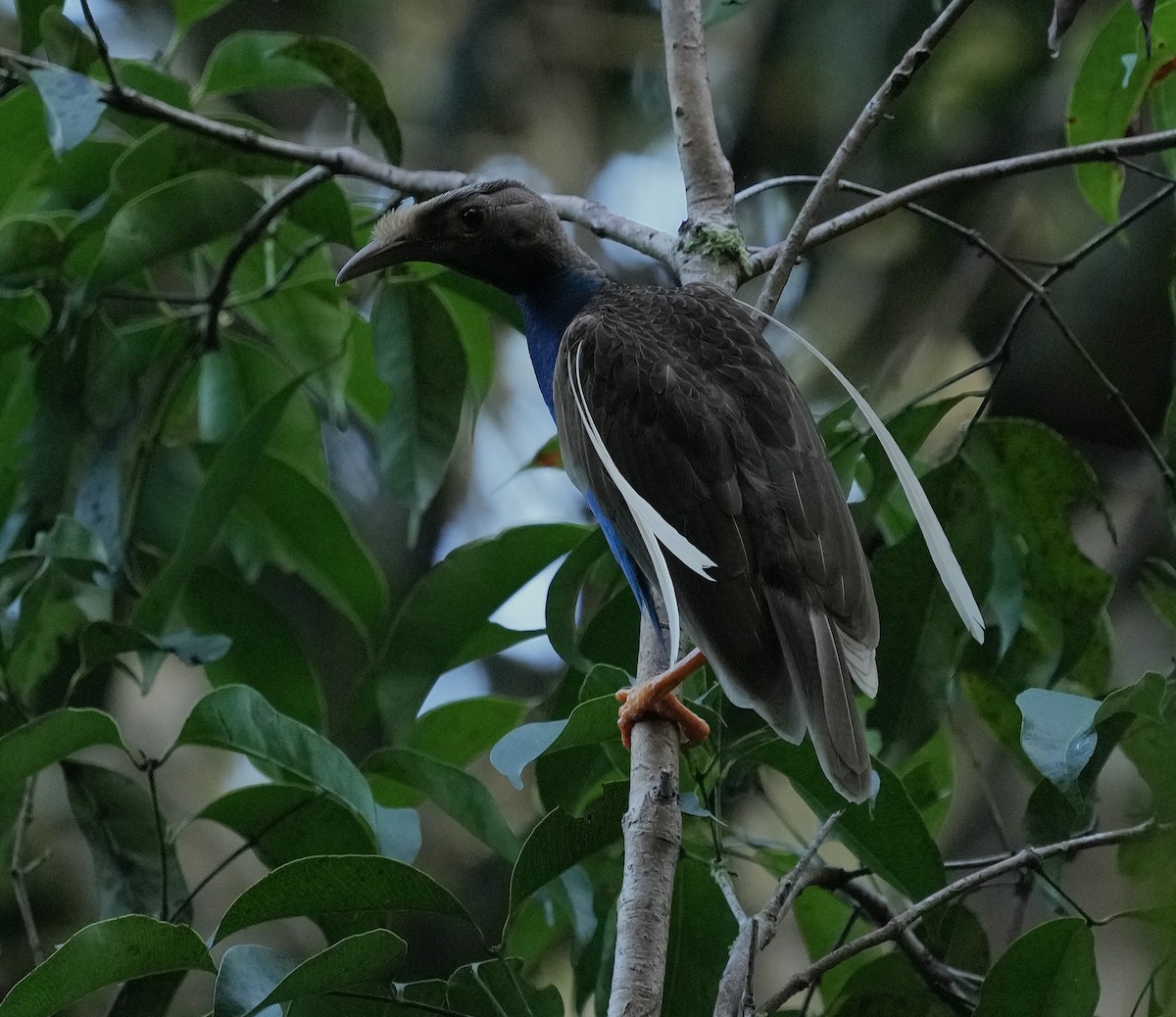 rajka vlajková - ML641598332