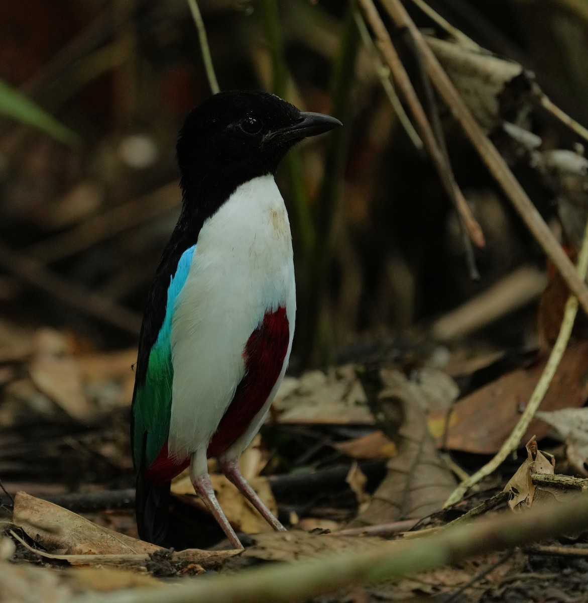 Ivory-breasted Pitta - ML641598350