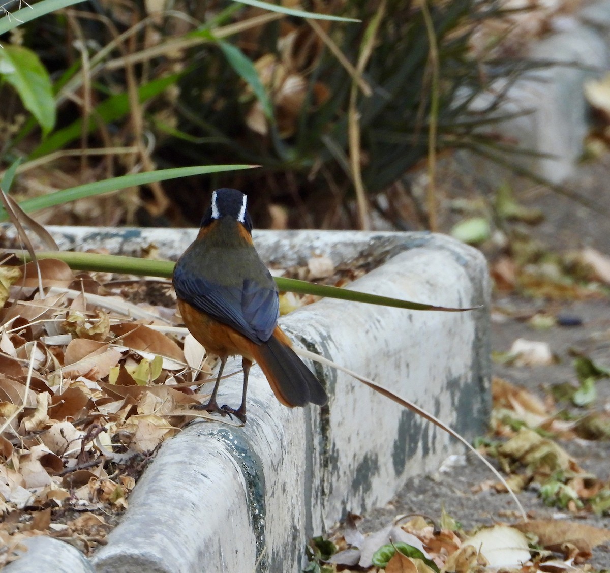 White-browed Robin-Chat - ML641598352