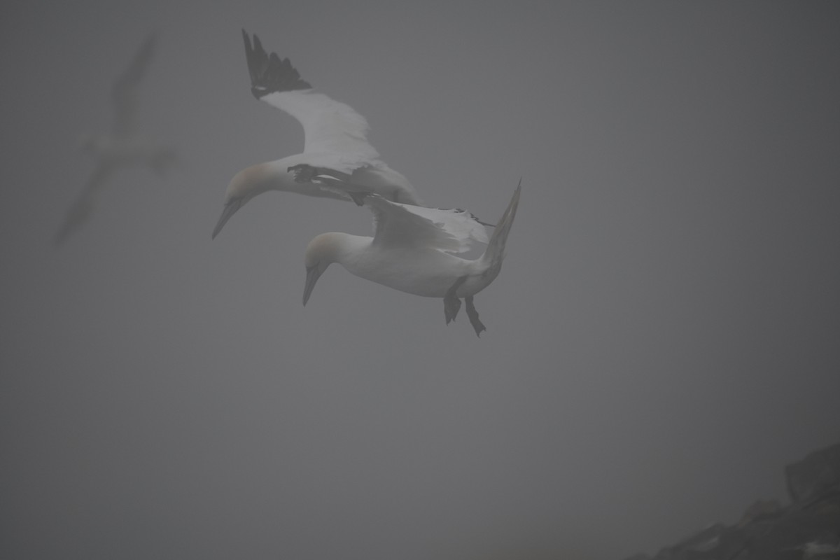 Northern Gannet - ML641598370