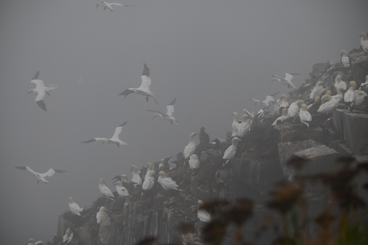 Northern Gannet - ML641598371