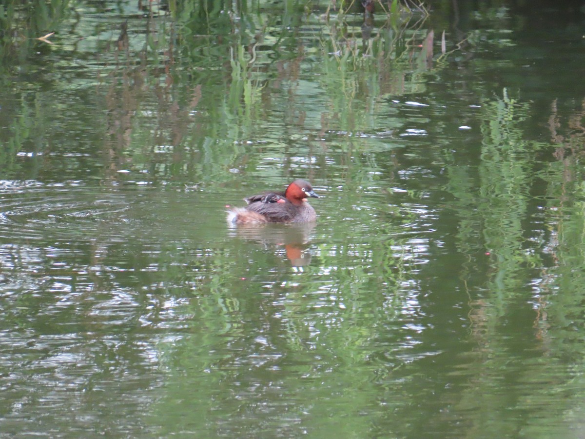 Little Grebe - ML641598380