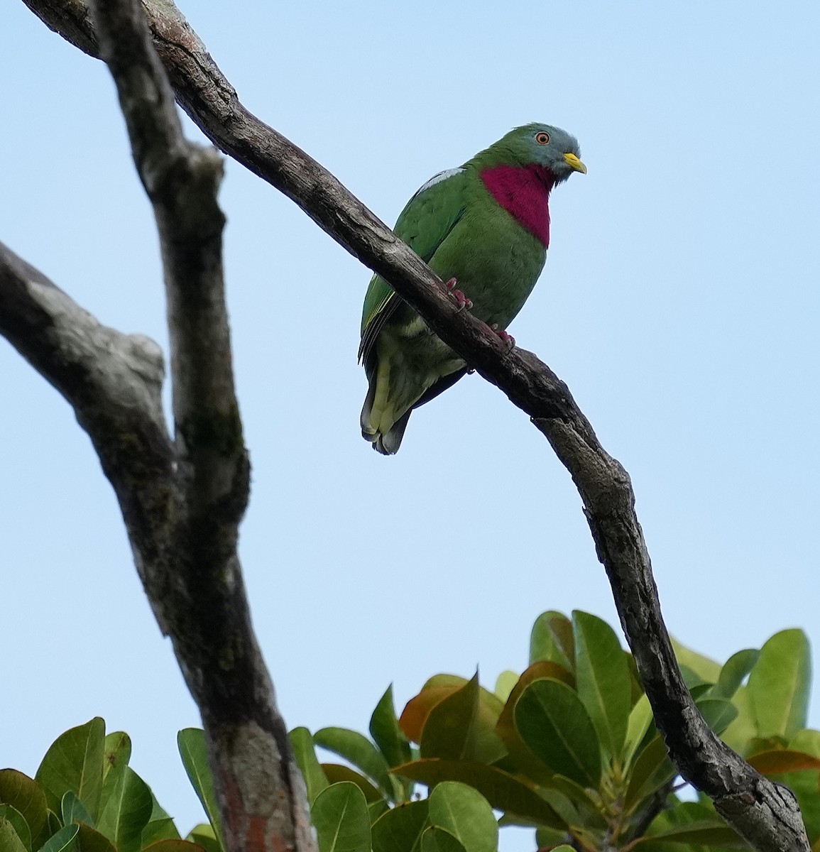 Claret-breasted Fruit-Dove - ML641598385