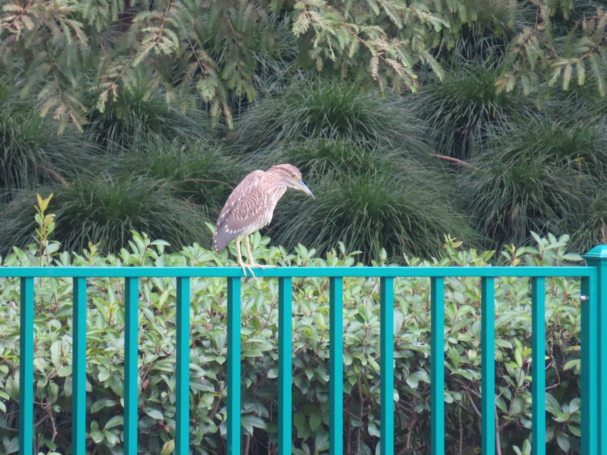 Black-crowned Night Heron - ML641598386