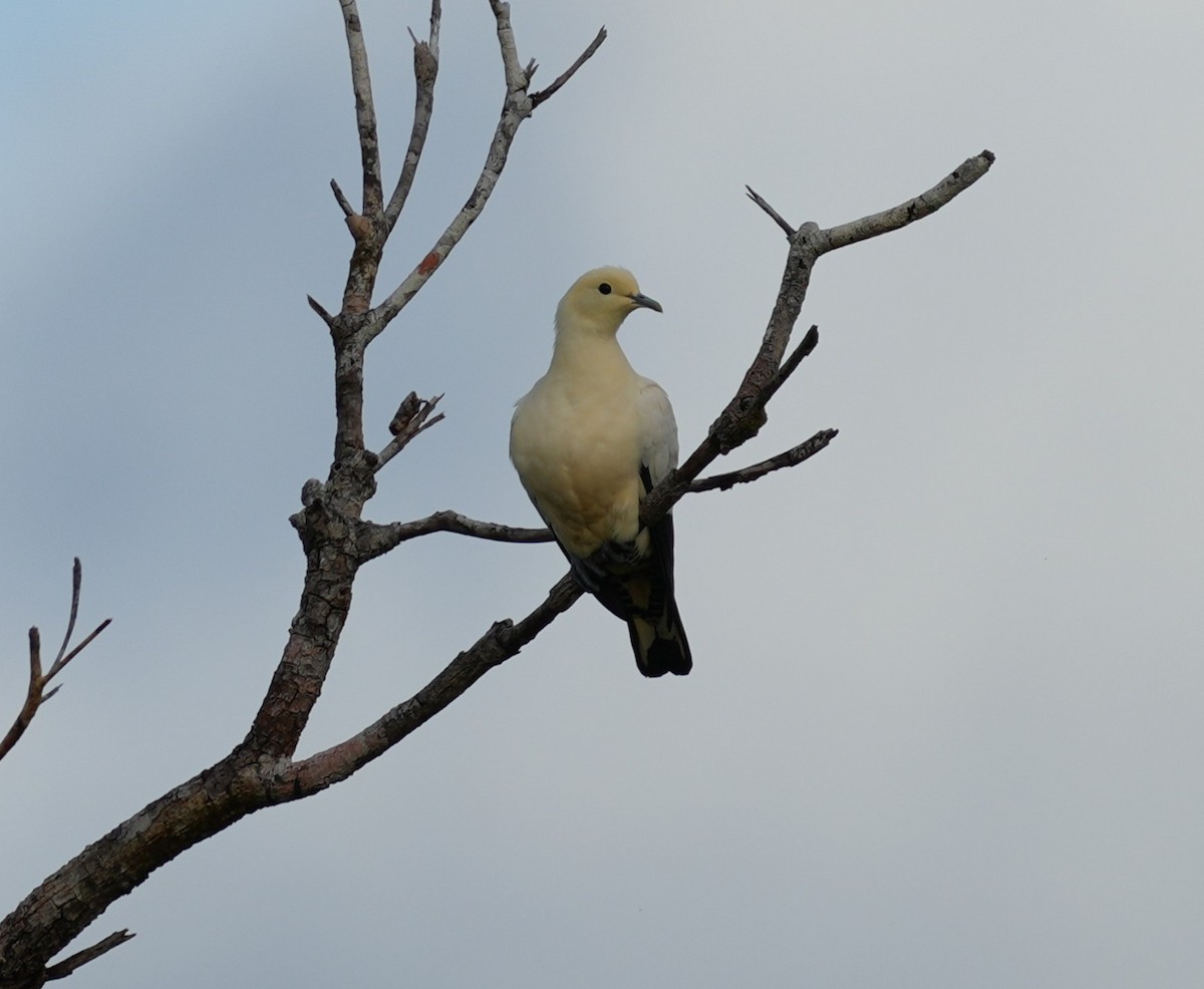 holub pobřežní - ML641598392