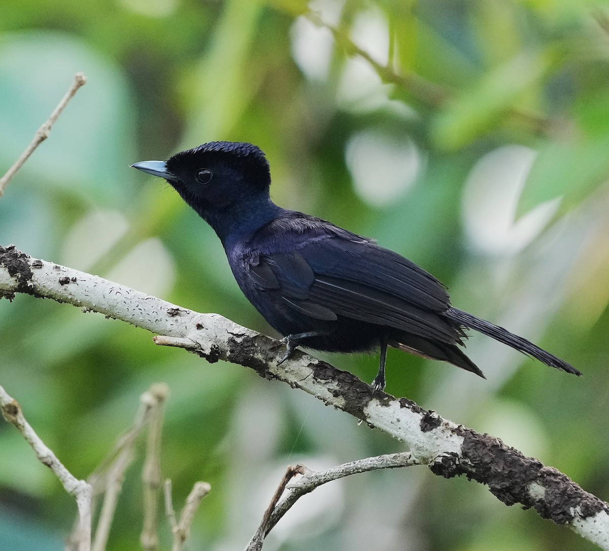 Shining Flycatcher - ML641598393