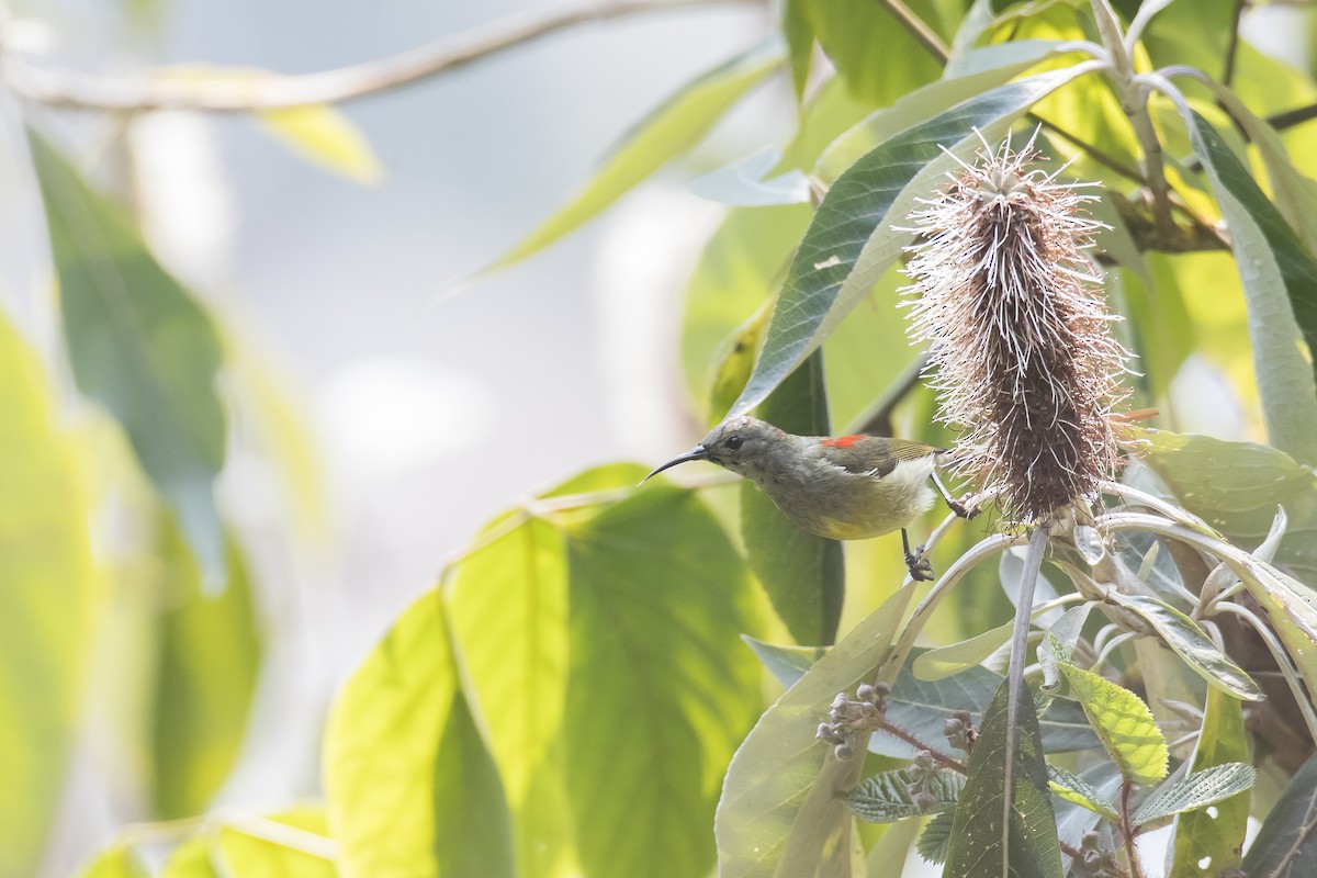 Fire-tailed Sunbird - ML641598427