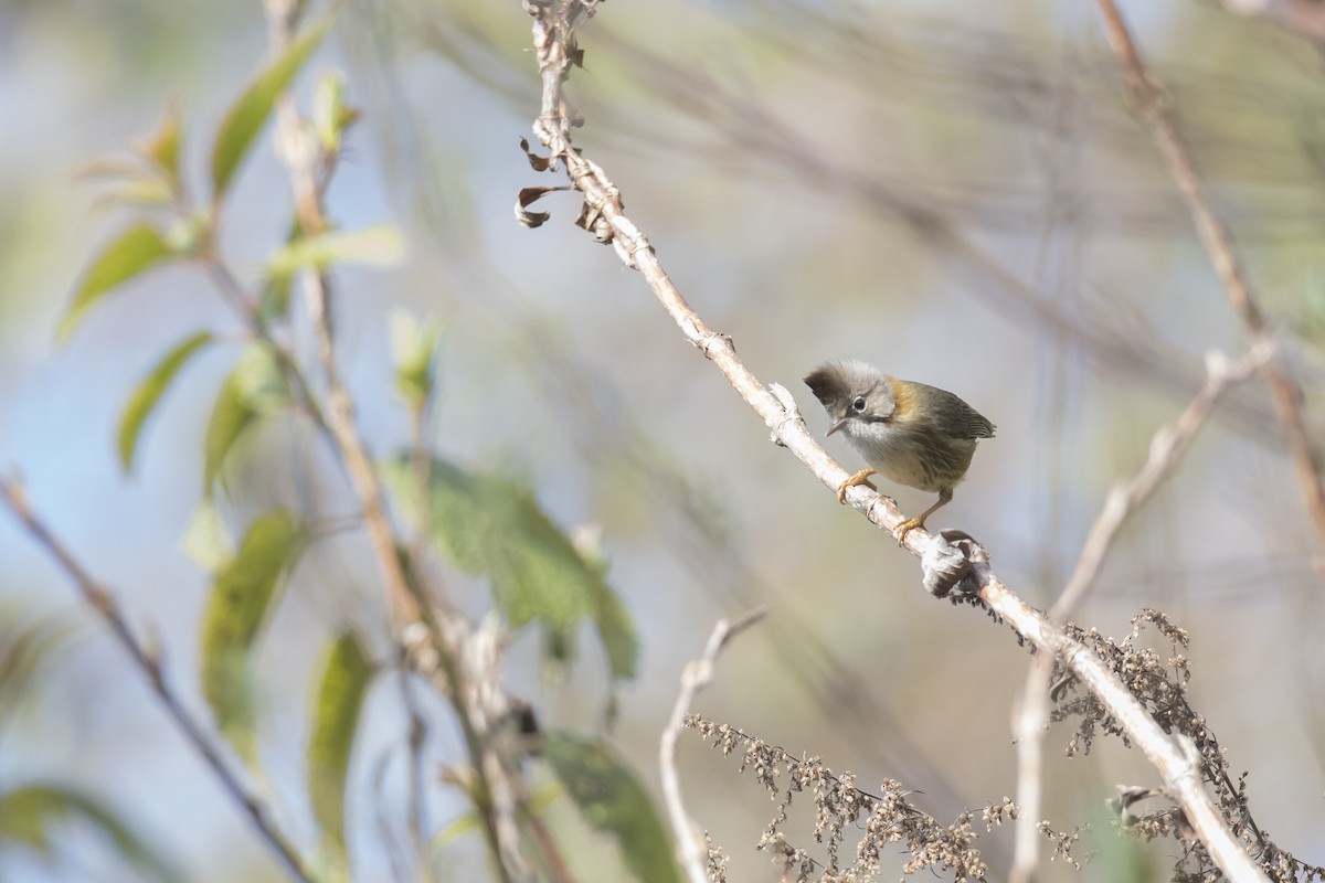 Yuhina Bigotuda - ML641598431