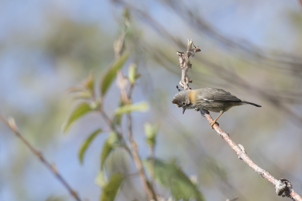 Yuhina Bigotuda - ML641598432