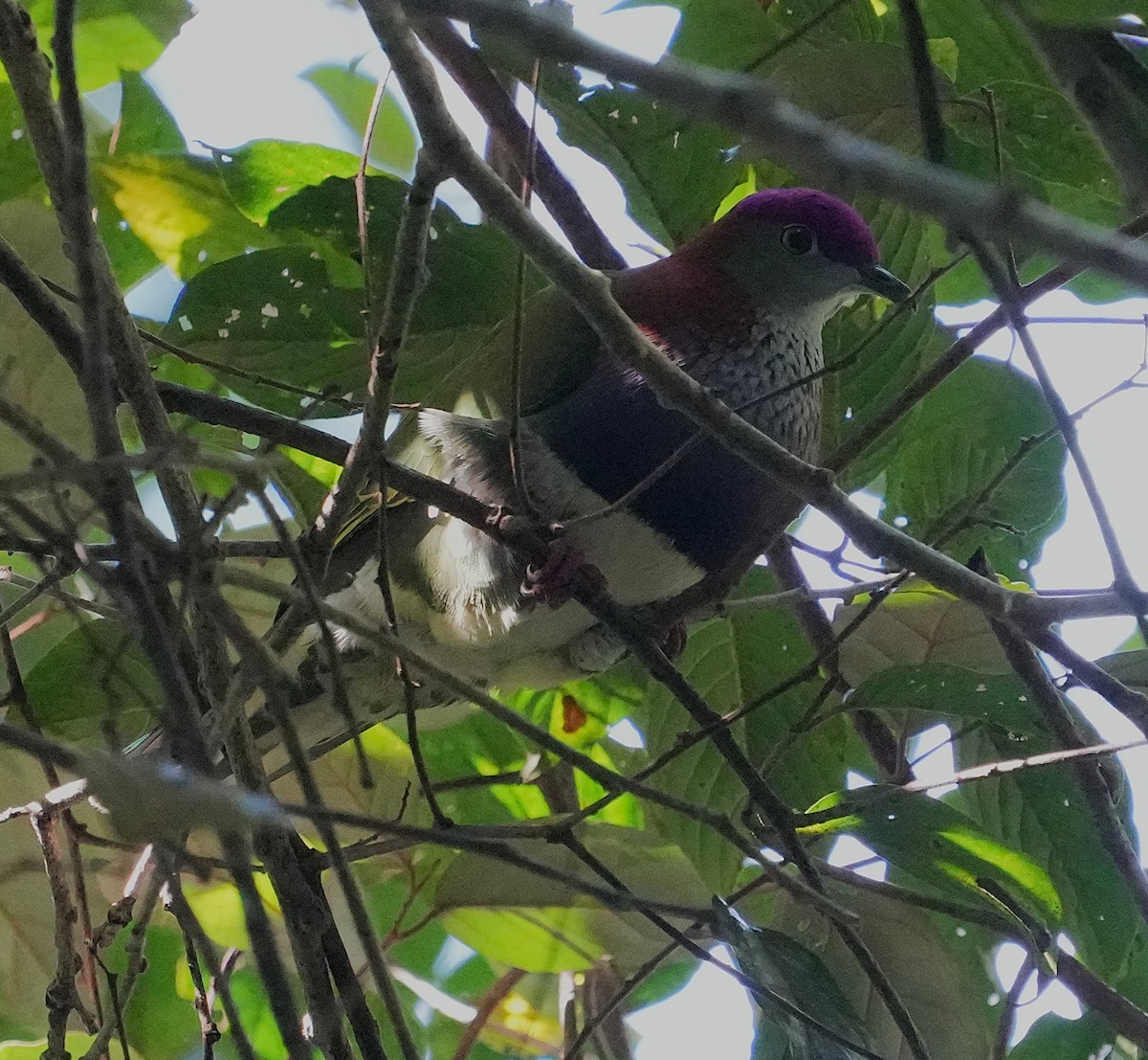 Superb Fruit-Dove (Western) - ML641598444