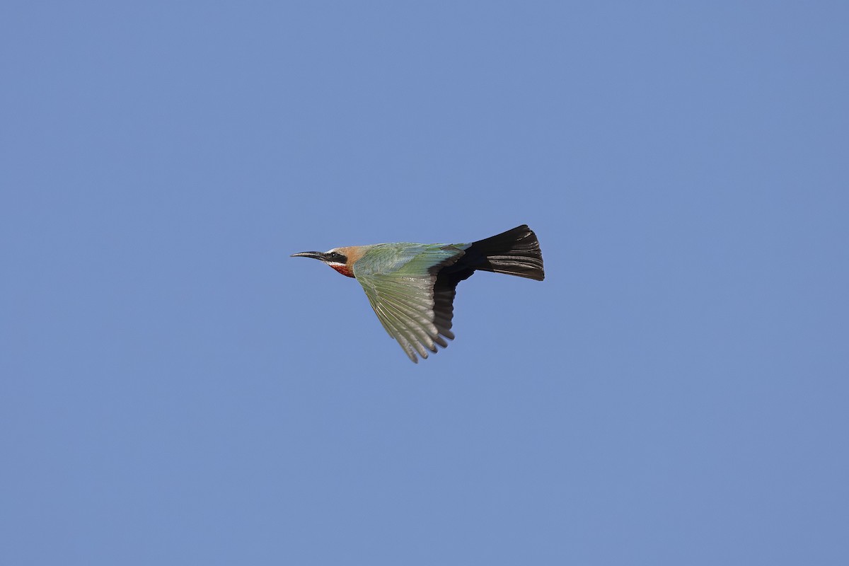 White-fronted Bee-eater - ML641598473