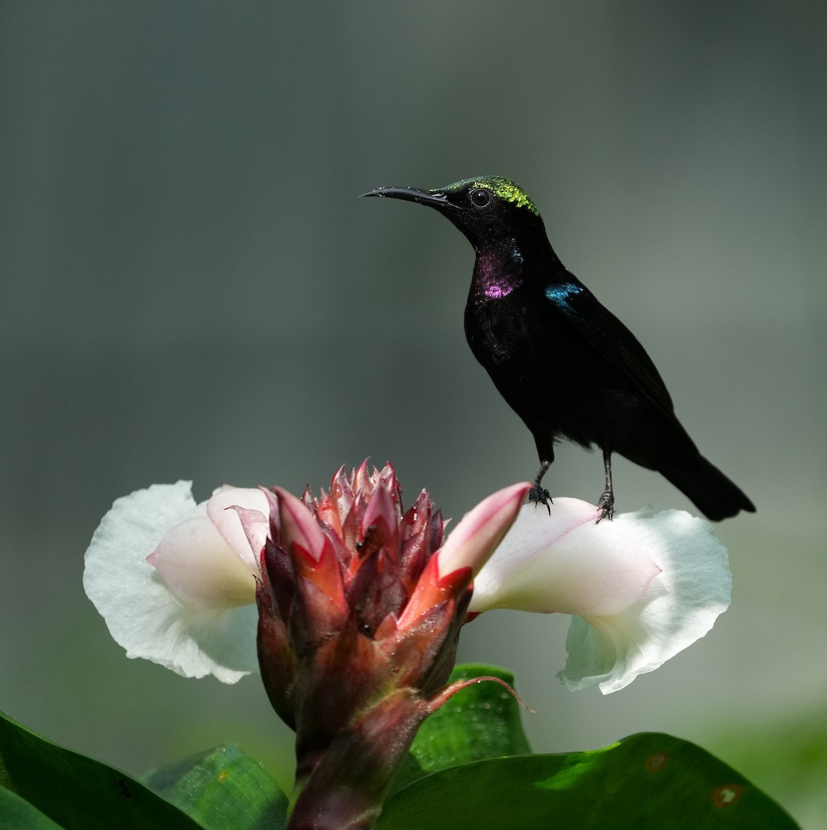 Seidennektarvogel - ML641598477