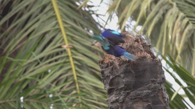 Blue-bellied Roller - ML641598482