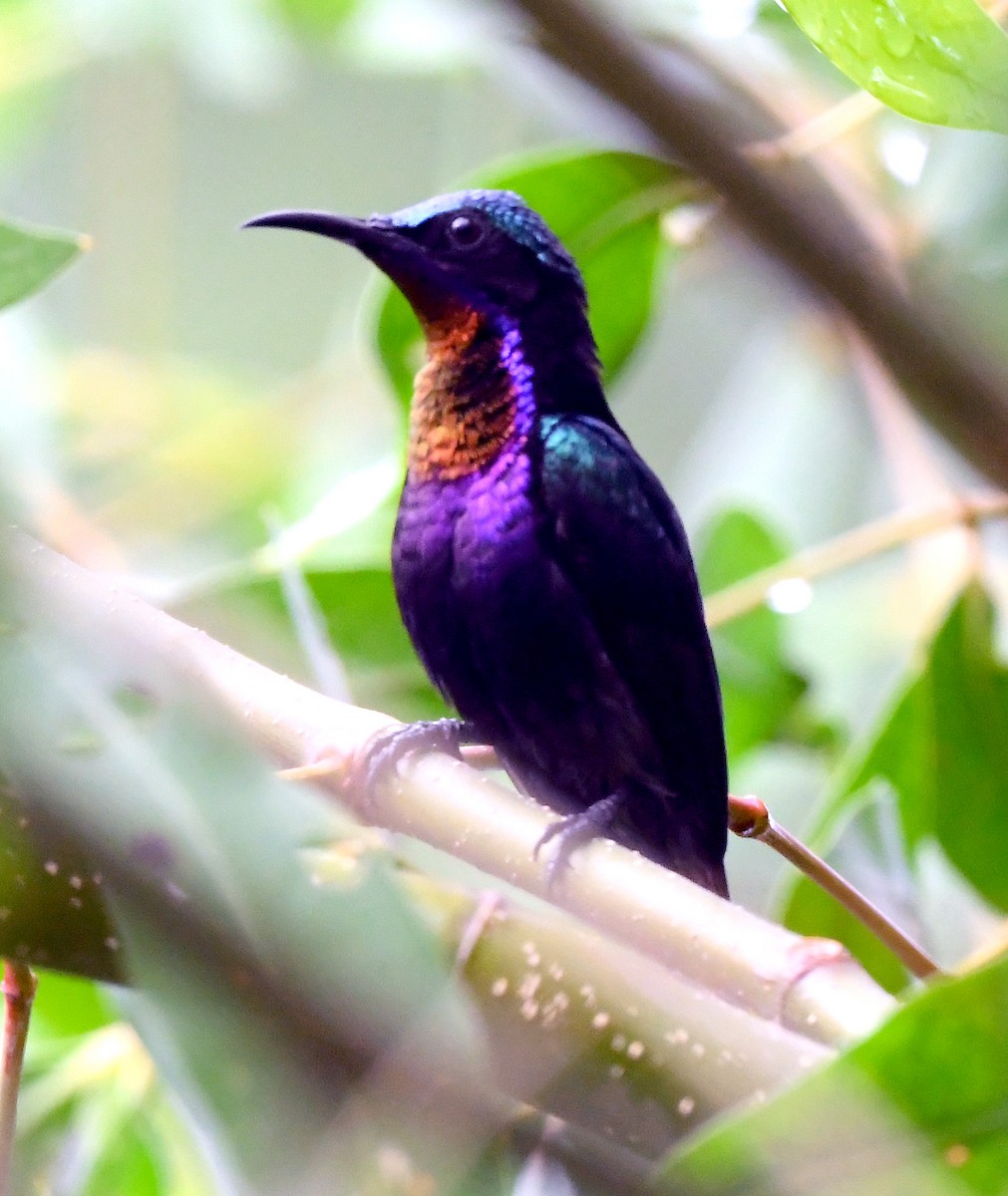 Copper-throated Sunbird - ML641598486