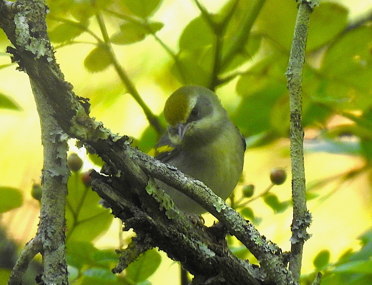 Golden-winged Warbler - ML641598501