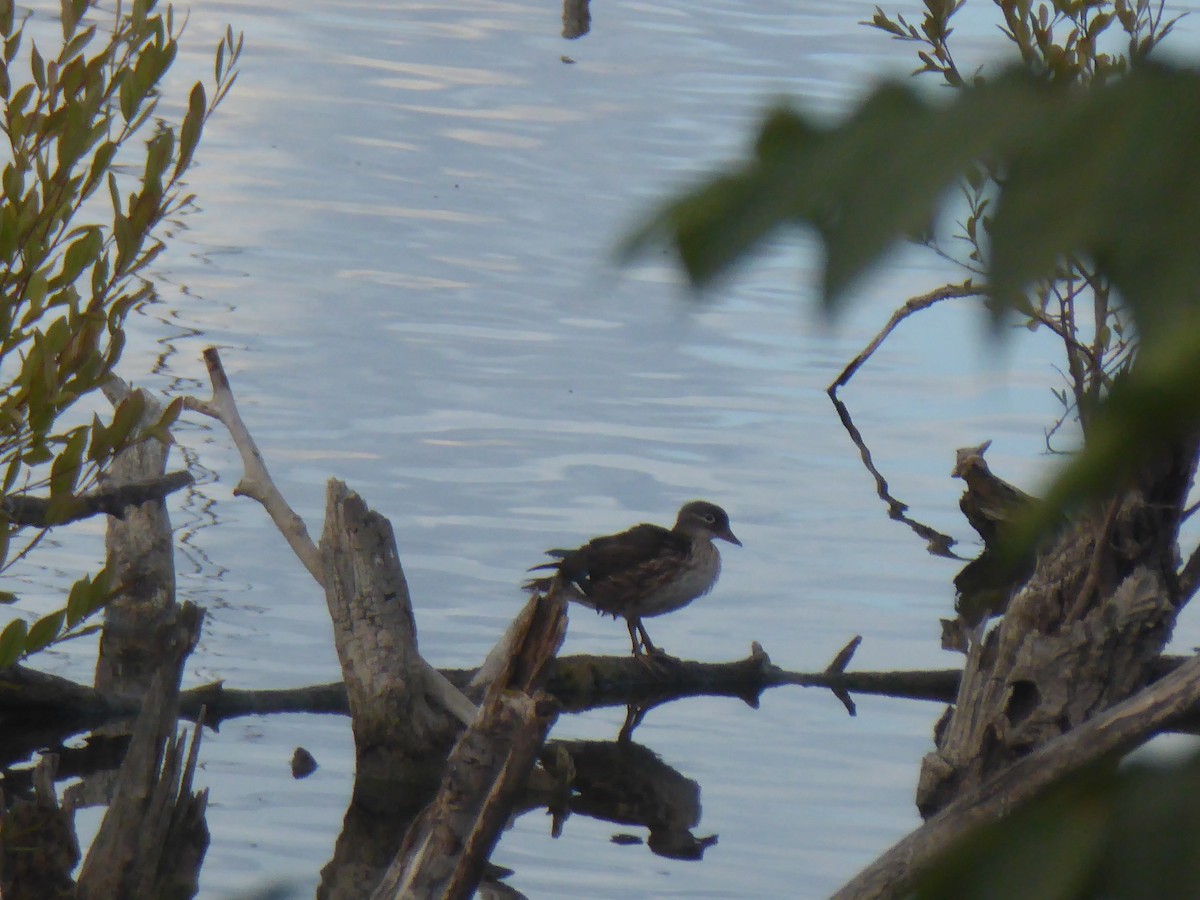 Mandarin Duck - ML641598503