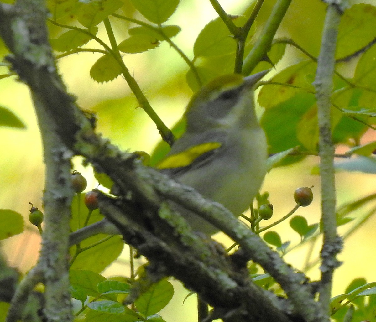 Golden-winged Warbler - ML641598504