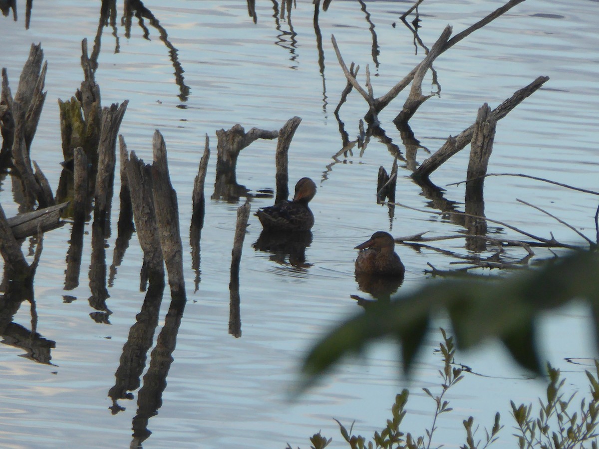 Northern Shoveler - ML641598505
