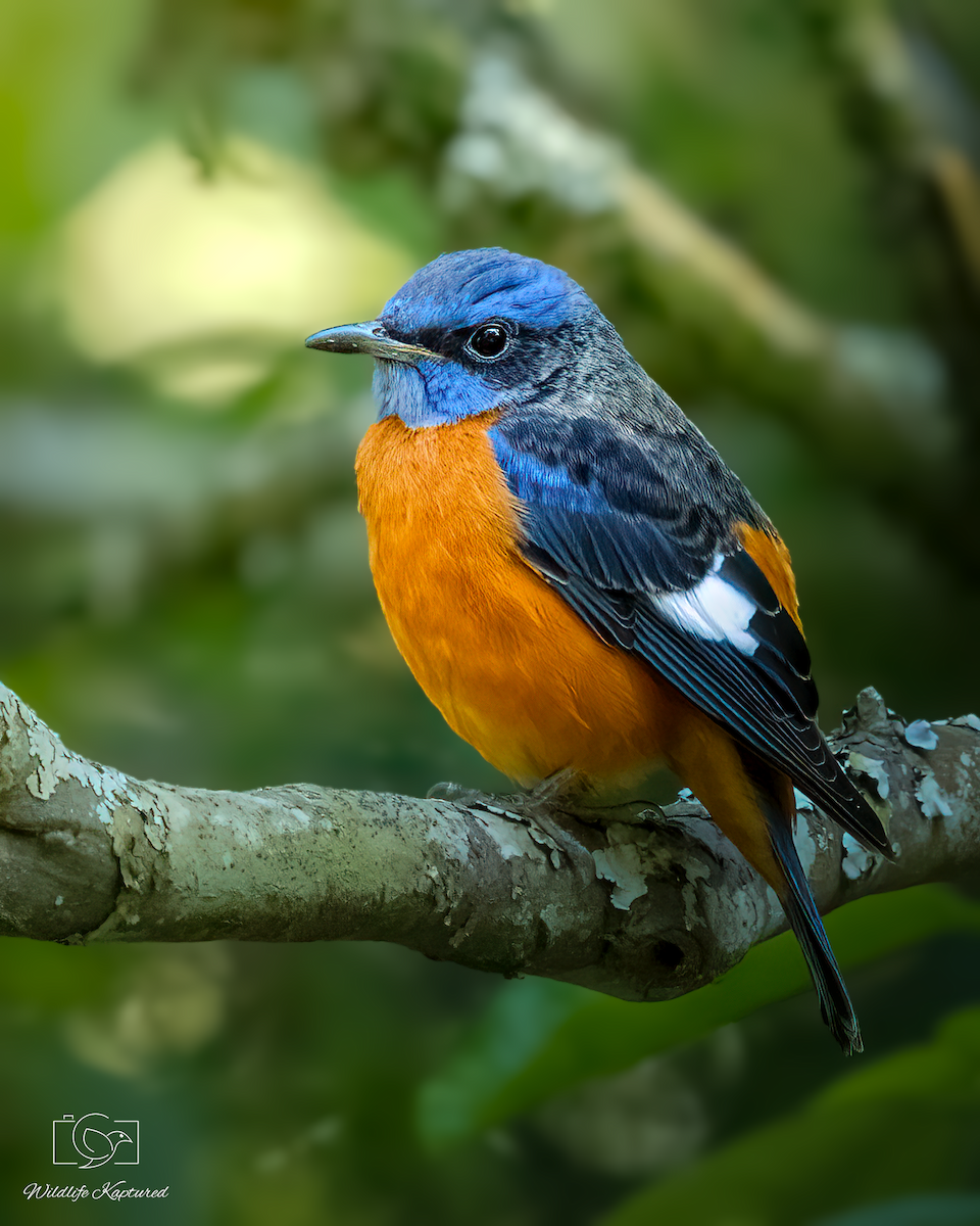 Blue-capped Rock-Thrush - ML641598507