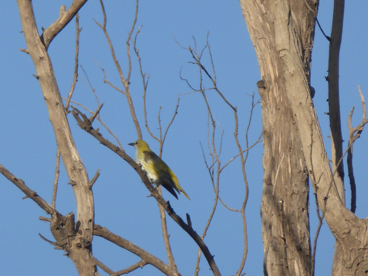 Eurasian Golden Oriole - ML641598509