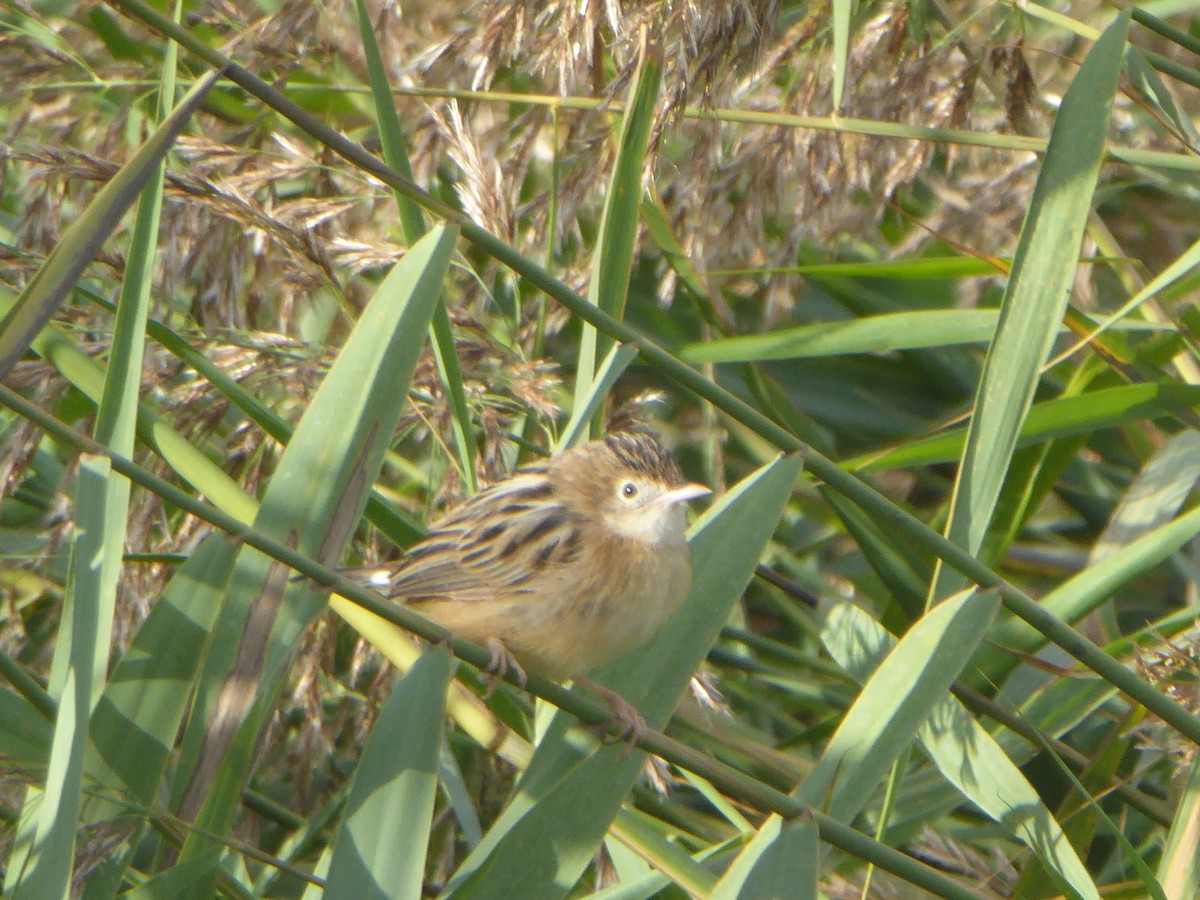 Zitting Cisticola - ML641598513