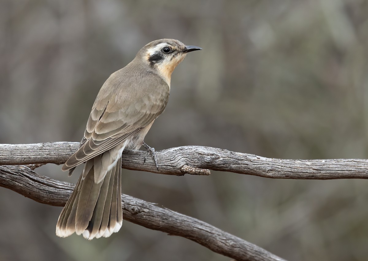 Black-eared Cuckoo - ML641598515
