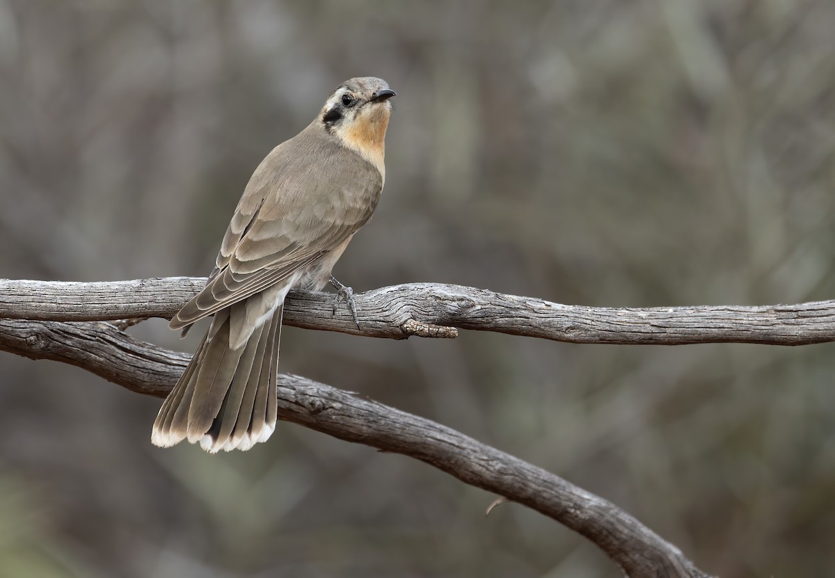 Black-eared Cuckoo - ML641598516