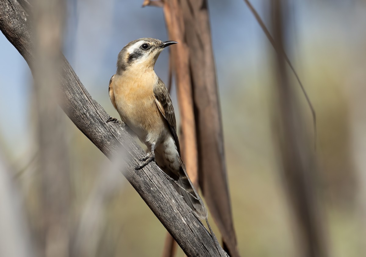 Black-eared Cuckoo - ML641598517