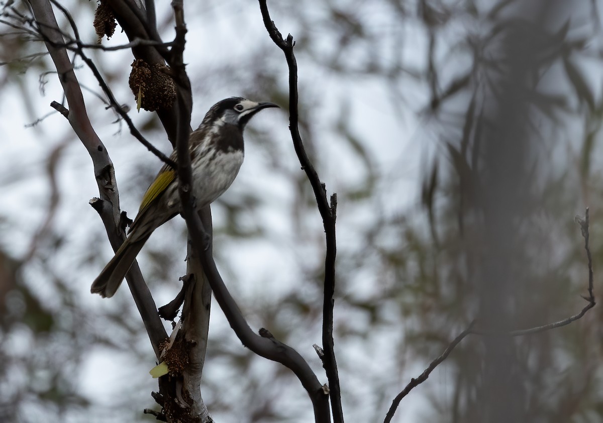 White-fronted Honeyeater - ML641598524