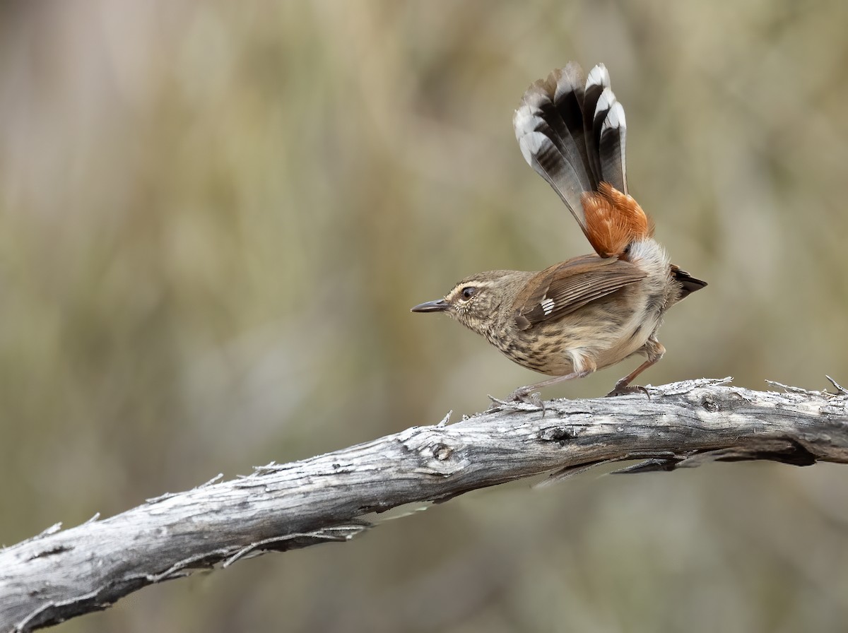 Shy Heathwren - ML641598539