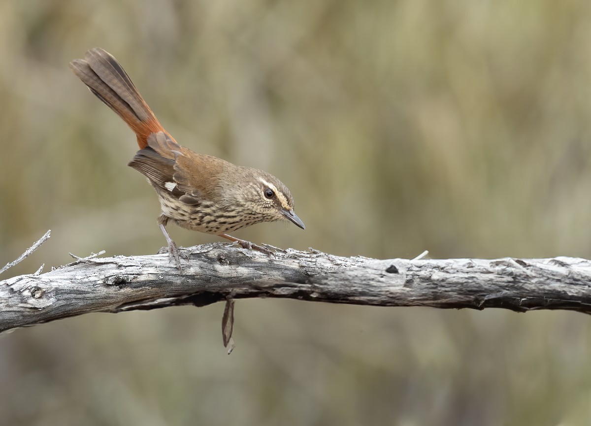 Shy Heathwren - ML641598540