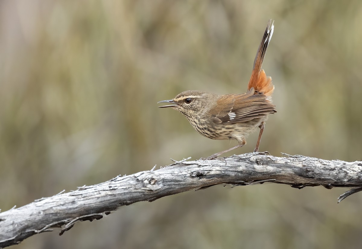 Shy Heathwren - ML641598541