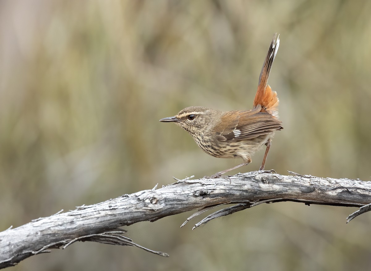 Shy Heathwren - ML641598542