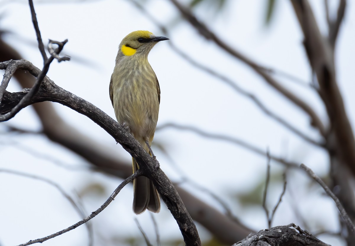Gray-fronted Honeyeater - ML641598545