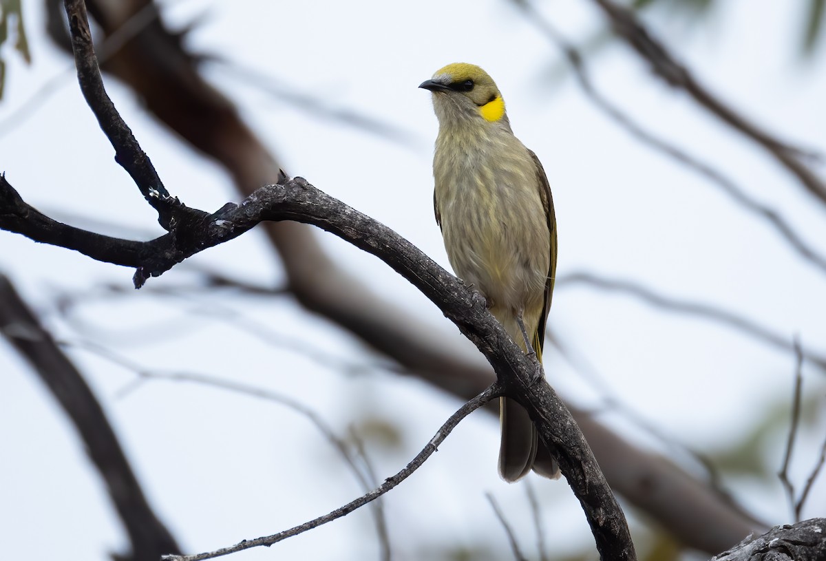 Gray-fronted Honeyeater - ML641598546