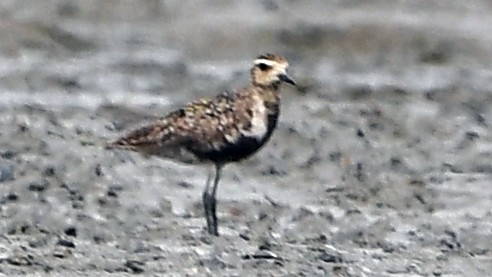 Pacific Golden-Plover - ML641598570
