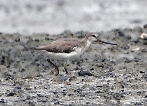 Terek Sandpiper - ML641598571