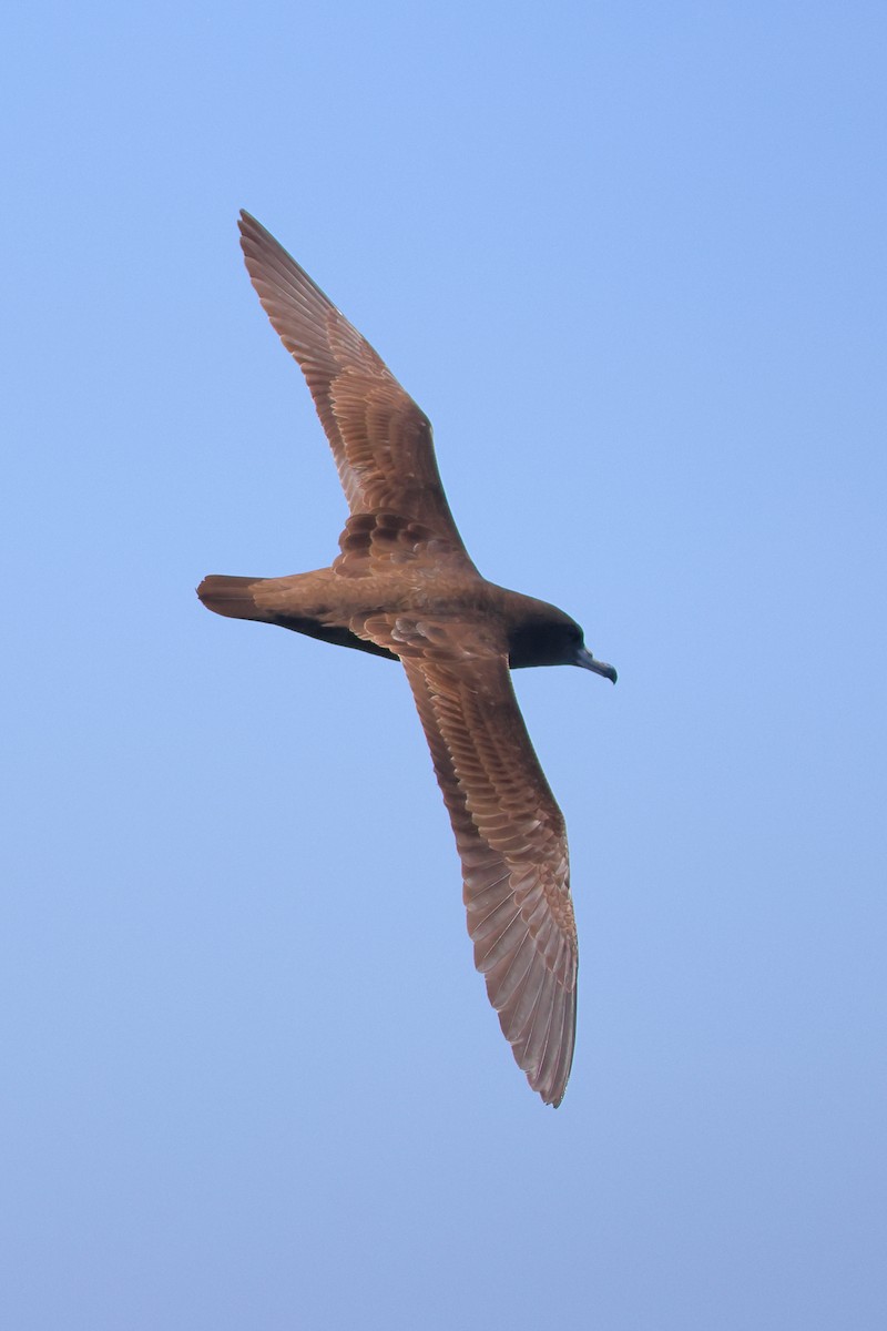 Flesh-footed Shearwater - ML641598648