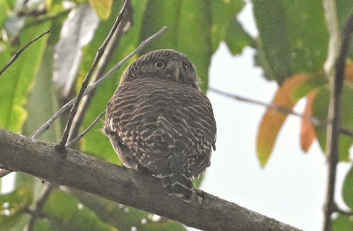 Asian Barred Owlet - ML641598676