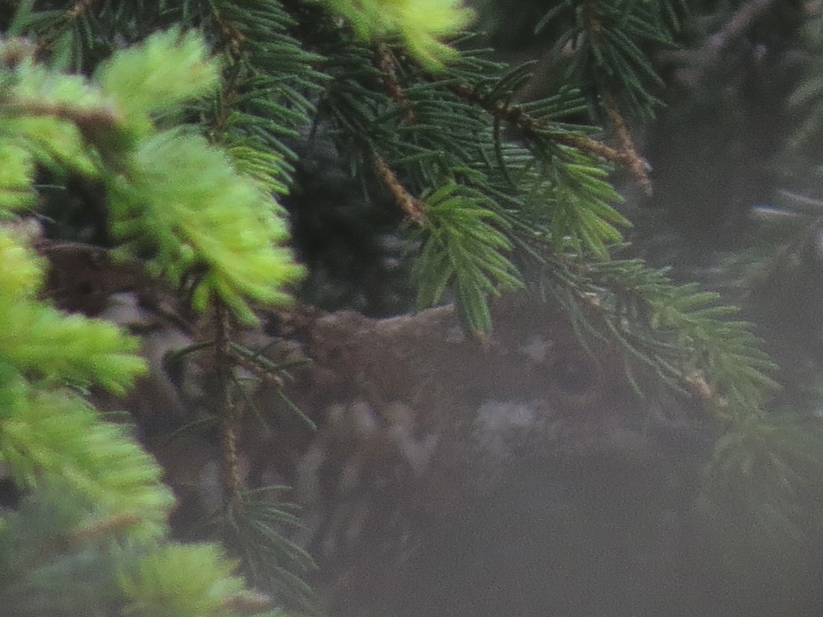 Hazel Grouse - ML641598682