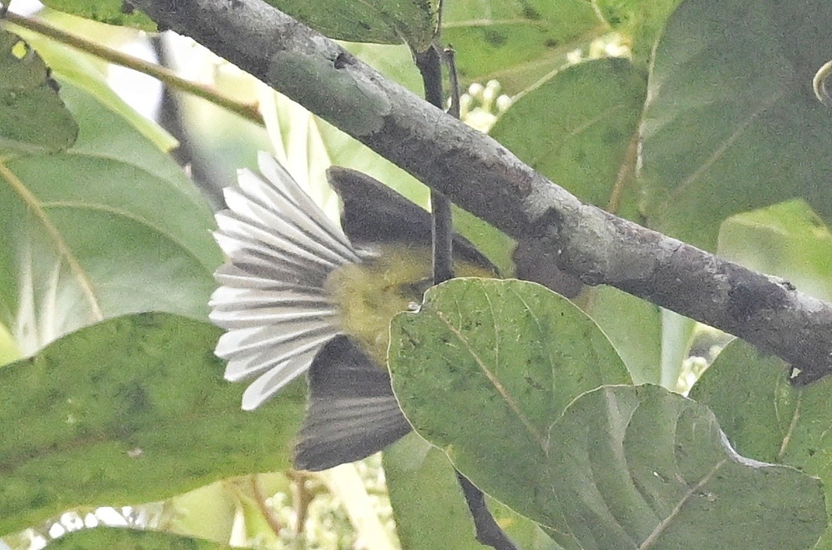 Yellow-bellied Fairy-Fantail - ML641598717